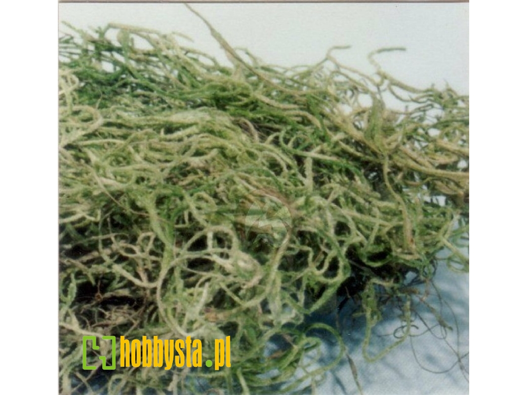 Jungle Moss - zdjęcie 1