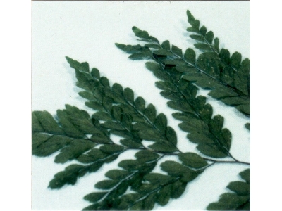 Adiantum Blatter - zdjęcie 1