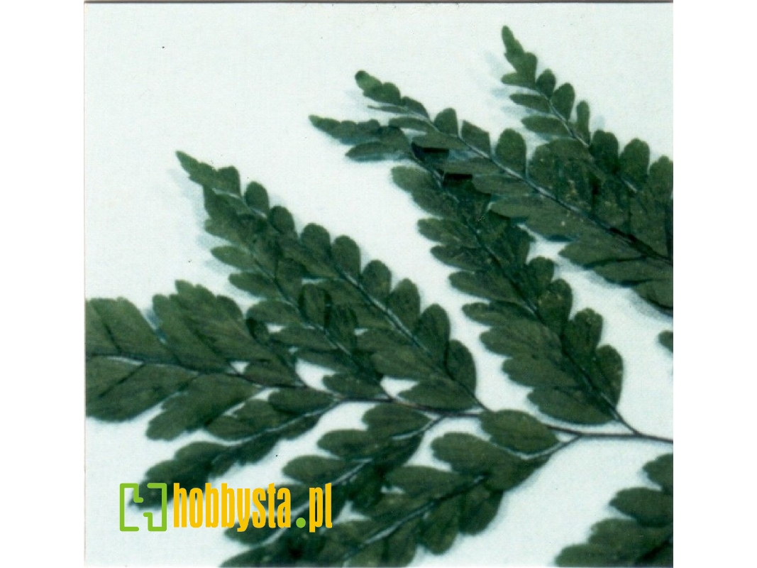 Adiantum Blatter - zdjęcie 1 Adiantum Blatter - zdjęcie 1