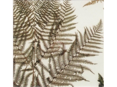 Fern - zdjęcie 1