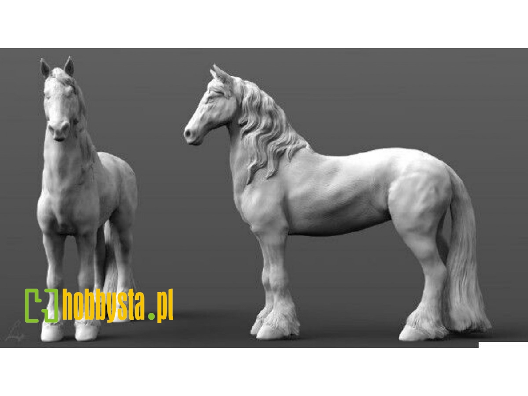 2 Heavy Horses (Friesian Horses) - zdjęcie 1