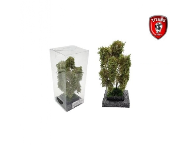 Birch Summer (12 - 16 Cm) - zdjęcie 1