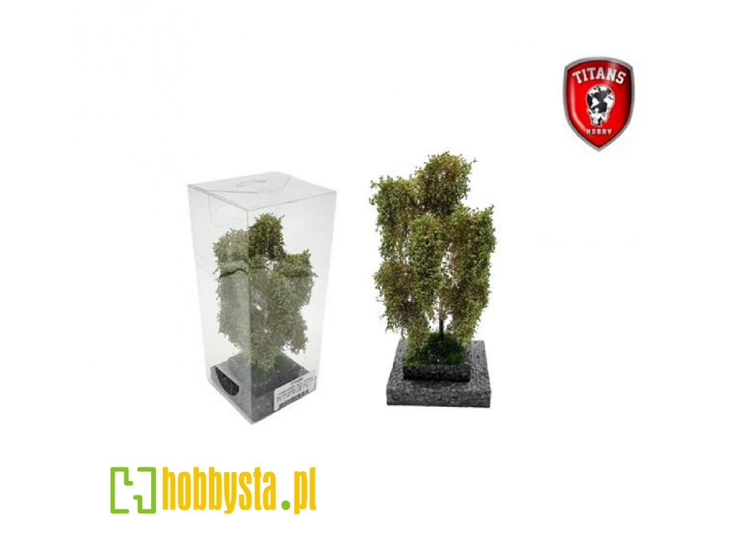 Birch Summer (12 - 16 Cm) - zdjęcie 1