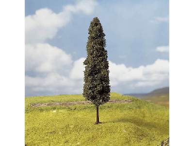 Drzewa - cyprysy bagienne - 3 sztuki - zdjęcie 1
