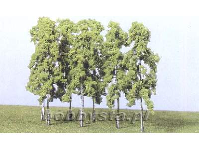 Drzewa - brzozy - wys. 14 cm - 15 sztuk. - zdjęcie 1