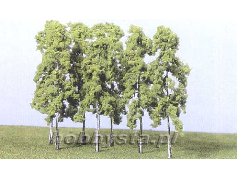 Drzewa - brzozy - wys. 14 cm - 15 sztuk. - zdjęcie 1 Drzewa - brzozy - wys. 14 cm - 15 sztuk. - zdjęcie 1