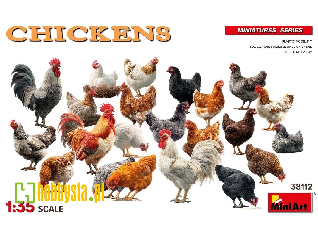 Chickens - zdjęcie 1