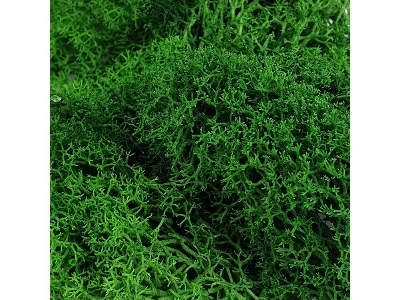 Green Moss - zdjęcie 1