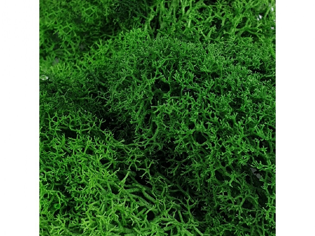 Green Moss - zdjęcie 1