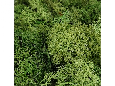 Light Green Moss - zdjęcie 1