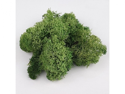 Light Green Moss - zdjęcie 3
