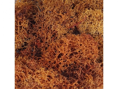 Brown Moss - zdjęcie 1