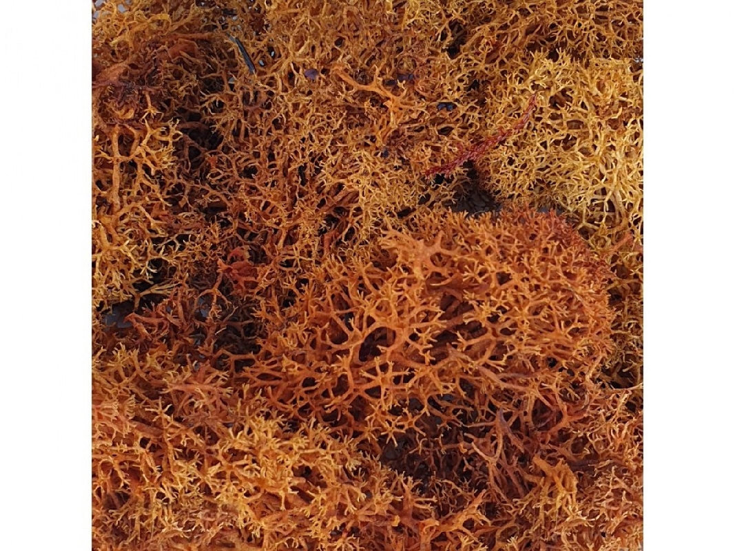 Brown Moss - zdjęcie 1