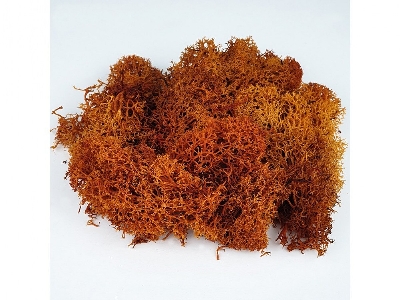 Brown Moss - zdjęcie 3