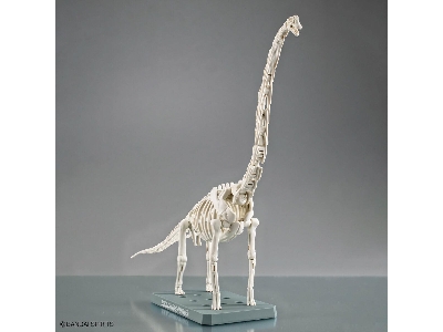 Plannosaurus - Brachiosaurus - zdjęcie 9