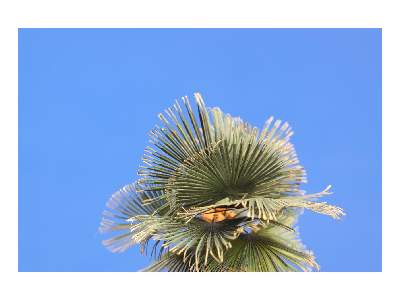  Leaves Palm Washington Filifera colour 1/35 - blaszki - zdjęcie 3
