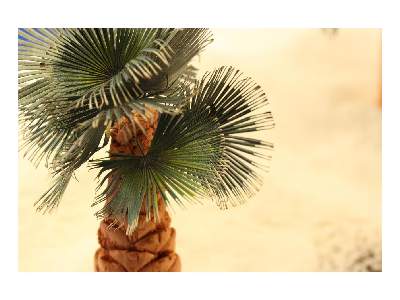  Leaves Palm Washington Filifera colour 1/35 - blaszki - zdjęcie 4