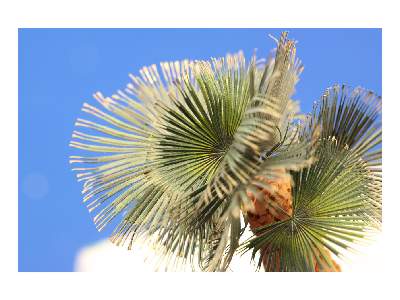  Leaves Palm Washington Filifera colour 1/35 - blaszki - zdjęcie 6