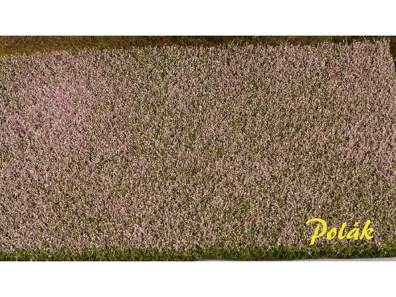 Pole kwitnącego maku - zdjęcie 1 Pole kwitnącego maku - zdjęcie 1
