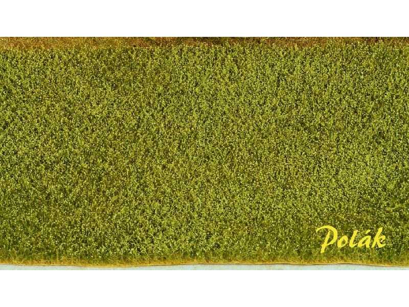 Pole maku - zielone - zdjęcie 1 Pole maku - zielone - zdjęcie 1