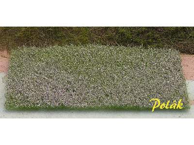Łąka kwiatowa - białofioletowa - zdjęcie 1