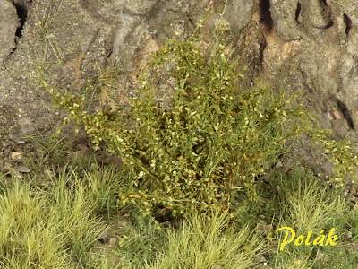 Wysokie krzewy - drobne liście - zielona sawanna - zdjęcie 1