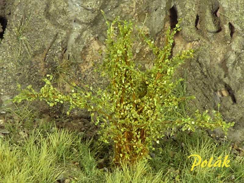 Wysokie krzewy - drobne liście - jasnozielone - zdjęcie 1 Wysokie krzewy - drobne liście - jasnozielone - zdjęcie 1