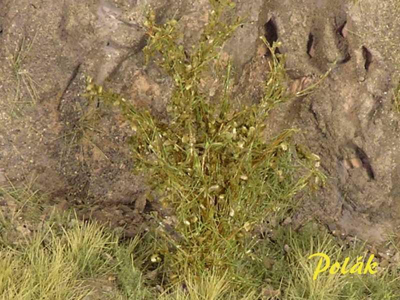 Wysokie krzewy - średnie liście - zielona sawanna - zdjęcie 1