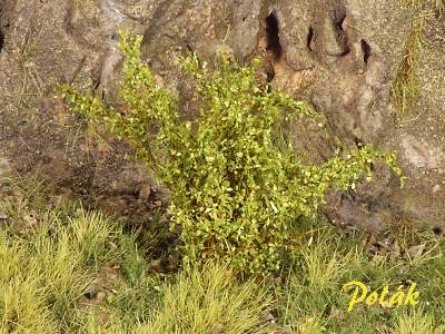 Wysokie krzewy - drobne liście - zielona osika - zdjęcie 1
