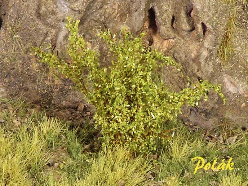Wysokie krzewy - drobne liście - zielona osika - zdjęcie 1