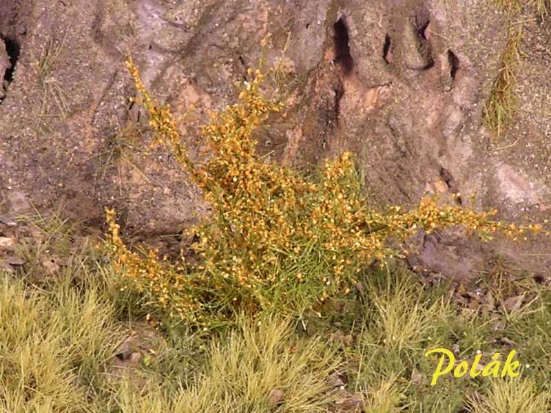 Wysokie krzewy - kwitnące - pomarańczowe - zdjęcie 1 Wysokie krzewy - kwitnące - pomarańczowe - zdjęcie 1