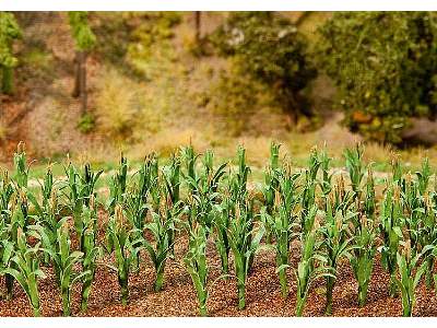 36 krzewów kukurydzy - zdjęcie 1