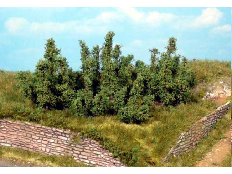 10 krzewów 3 cm - zdjęcie 1 10 krzewów 3 cm - zdjęcie 1