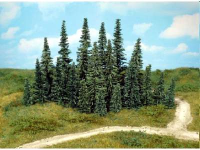 Drzewa - jodły - wys. 9-15 cm - 24 sztuki - zdjęcie 1